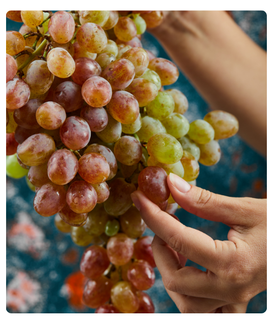 Diseño sin título - 2024-12-24T122531.823