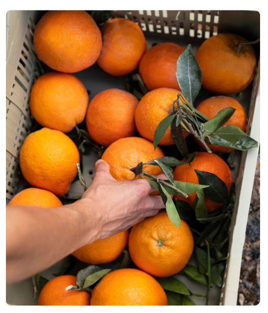 Diseño sin título - 2024-12-24T133555.927