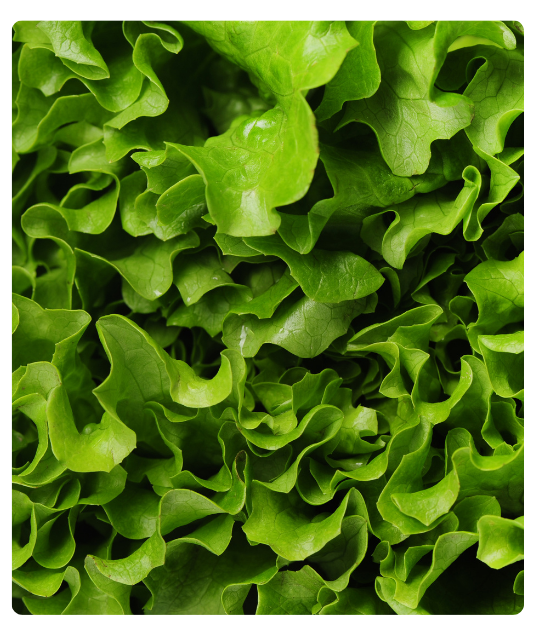 Diseño sin título - 2024-12-24T134348.096