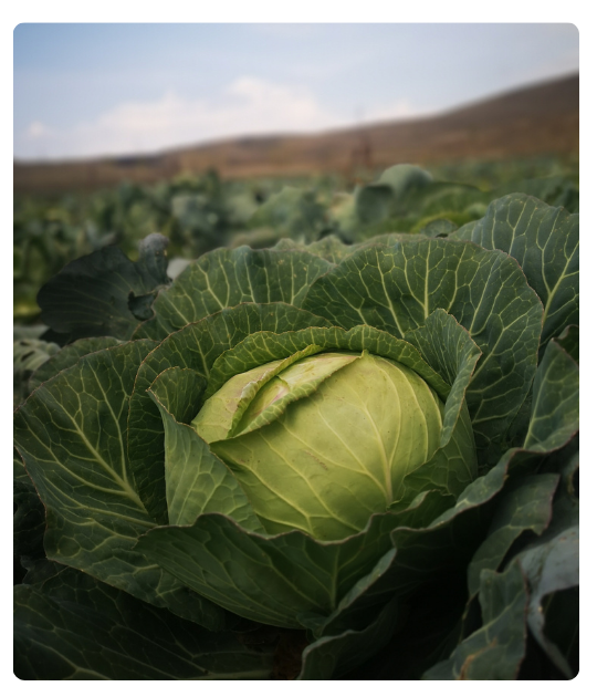 Diseño sin título - 2024-12-24T134822.866